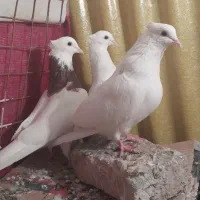 جفت طوقی با جوانه