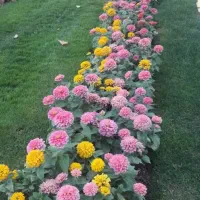 باغچه کاری و باغبانی با بیش از 40سال تجربه|خدمات باغبانی و درختکاری|کرج, عظیمیه|دیوار