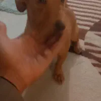 سگ نژاد اشپیزو|سگ|مشهد, سجاد شهر|دیوار