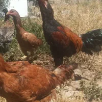 تخم مرغ لاری نژاد اصیل