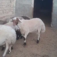 بره قوچ دورگ کردی مهربانی|حیوانات مزرعه|کاشان, لتحر|دیوار