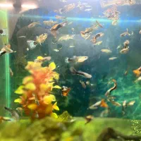 اکواریوم|ماهی|تهران, پرستار|دیوار