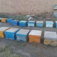 زنبور|حیوانات مزرعه|قم, باجک دو|دیوار