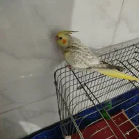 عروس هلندی ۴ ماهه