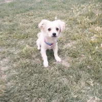 فروش فوری سگ پا کوتاه