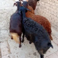 بره غره غزل