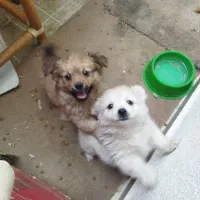 سگ خونگی|سگ|دره شهر, |دیوار