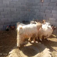کره نر