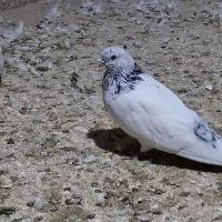 شیخ ابری|پرنده|چمران, |دیوار