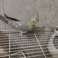 جوجه عروس هلندی|پرنده|مشهد, مصطفی خمینی|دیوار