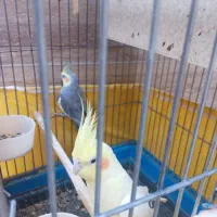 فروش دوعدد عروس