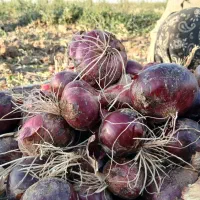 پیاز قرمز تبریز|خوردنی و آشامیدنی|دشتابی, |دیوار