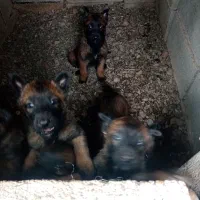 واگذاری بهترین مالینویزنگهبان