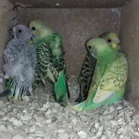مرغ عشق مولد با جوجه سرلاکی و نر و ماده بالغ خونگی