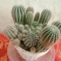 گل کاکتوس|گل و گیاه طبیعی|کرمان, |دیوار