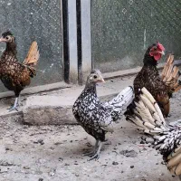مرغ و خروس سبرایت