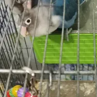 طوطی برزیلی جوان|پرنده|شاهرود, |دیوار