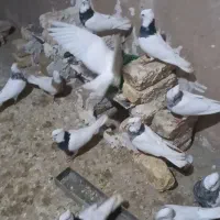 ۱۵ عدد کبوتر طوقی