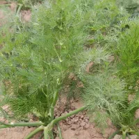 شیوید صاداراتی