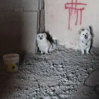 واگذاری پاپی پامر