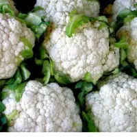 گل کلم وهویج وکرفس..و چیتی تحویل رایگان درب منزل|خوردنی و آشامیدنی|رشت, احمد گوراب|دیوار