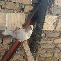 کبوتر پرشی