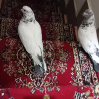 کفتر|پرنده|اراک, |دیوار