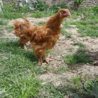 جوجه امپراطور درشت