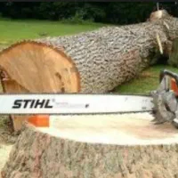 هرس انواع دخت و قطع انجام می دهیم|خدمات باغبانی و درختکاری|قشم, |دیوار