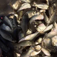 بچه ماهی کپور طلایی اصلاح‌نژاد درجه یک