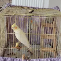 عروس هلندی ماده سالم