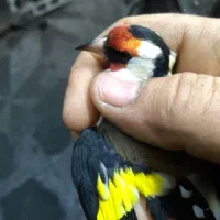 سهره|پرنده|تهران, امام زاده عبدالله|دیوار