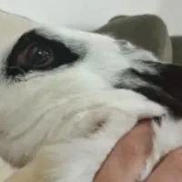 خرگوش|موش و خرگوش|قیدار, |دیوار