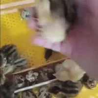 دستگاه جوجه کشی از من تخم نطفه دار از شما|خدمات پیشه و مهارت|آستانه سرا, |دیوار