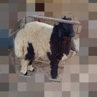 بره نر۶ماهه