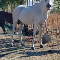 15عدد اسب مادیون