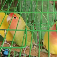 کوتوله برزیلی