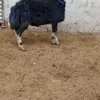 بره قوچ پلنگی گوش بادومی|حیوانات مزرعه|باروق, |دیوار