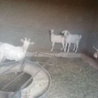 گوسفند|حیوانات مزرعه|بیرجند, |دیوار