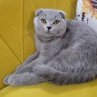 گربه اسکاتیش‌فولد بلو