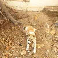 سگ نگهبان|سگ|مشهد, پرکندآباد|دیوار