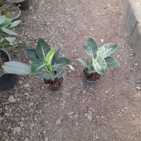 دیفن باخیابرگ پهن از۱۵۰تا۸۵۰|گل و گیاه طبیعی|تربت جام, تیپ ۳۸ زرهی تربت جام|دیوار