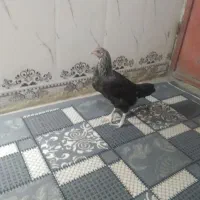 مرغ محلی|حیوانات مزرعه|خاش, |دیوار