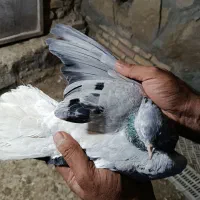 کفتر جفتگاه|پرنده|گلبهار, شهر جدید گلبهار|دیوار