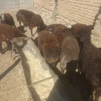 بره ماده لاقر باب پروار|حیوانات مزرعه|داران, |دیوار