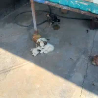 سگ خارجی