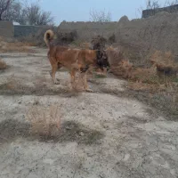 سرابی|سگ|تبریز, |دیوار