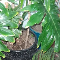 با سلام  خدمت دوستان مقداری گاه سامان ۴تن