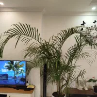 گلهای اریکا،شمادورا و لیندا