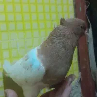 کله زرد|پرنده|مسجد سلیمان, |دیوار